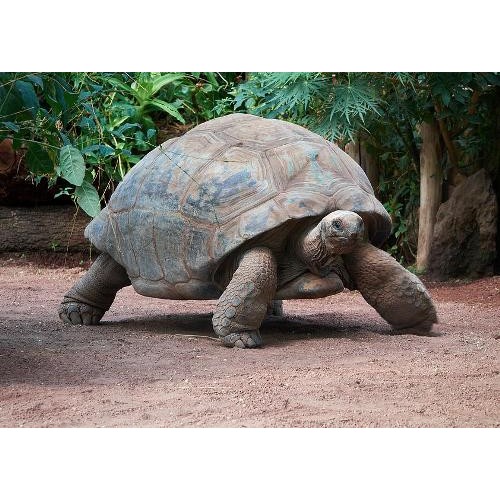 Фигурка - Гигантская черепаха, размер 9 х 5 х 4 см.  